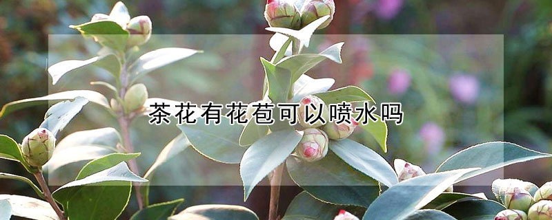 茶花有花苞可以喷水吗