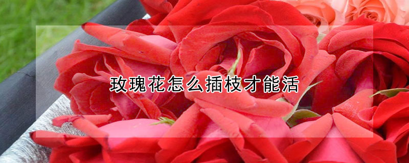 玫瑰花怎么插枝才能活