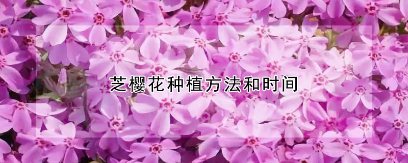 芝樱花种植方法和时间