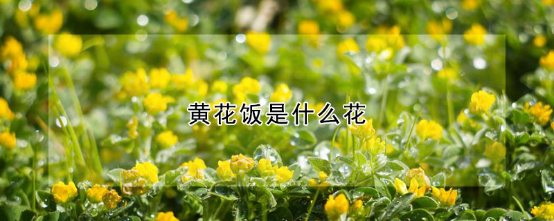 黄花饭是什么花