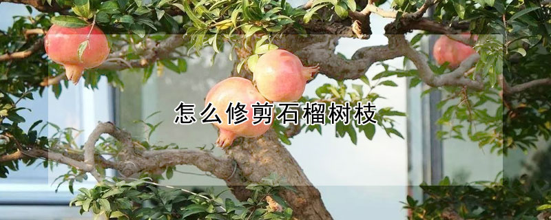 怎么修剪石榴树枝