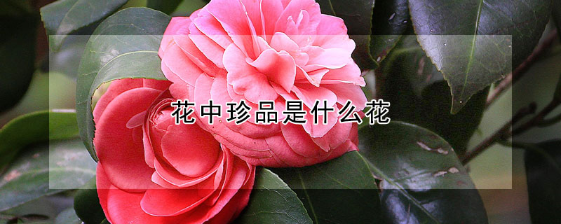 花中珍品是什么花