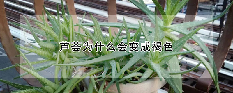 芦荟为什么会变成褐色