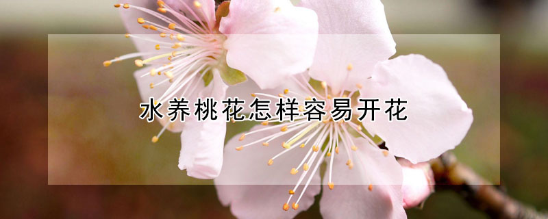 水养桃花怎样容易开花