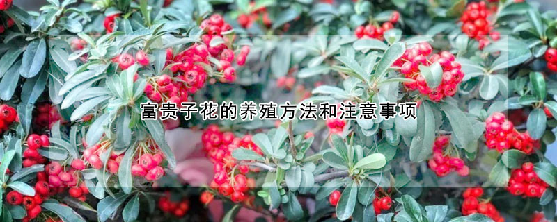 富贵子花的养殖方法和注意事项