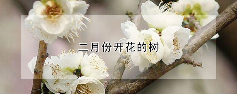 二月份开花的树