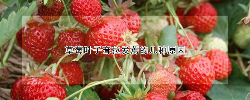 草莓叶子耷拉发蔫的几种原因
