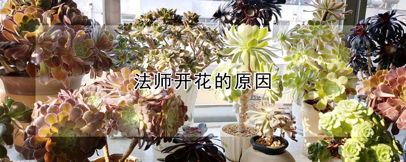 法师开花的原因