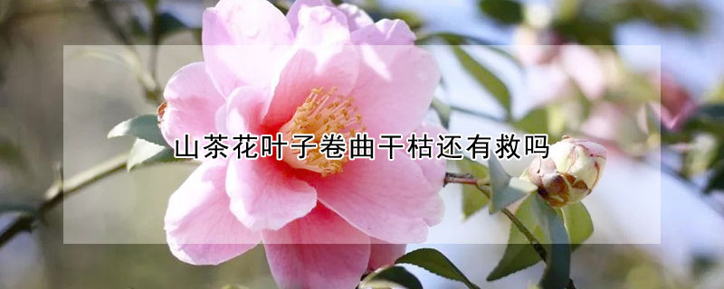 山茶花叶子卷曲干枯还有救吗