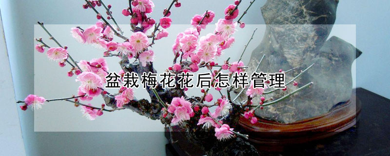 盆栽梅花花后怎样管理