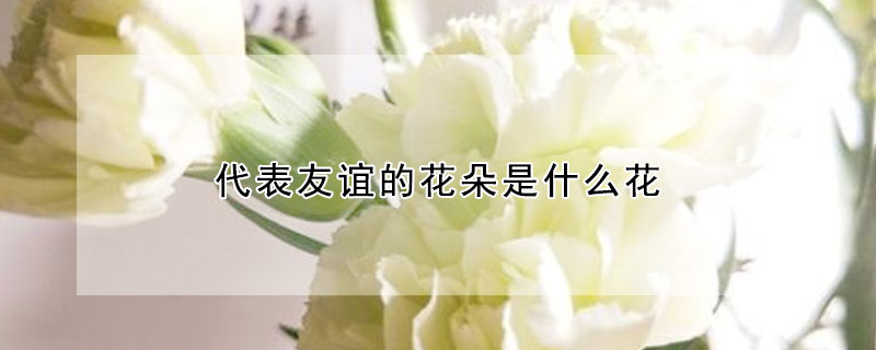 代表友谊的花朵是什么花