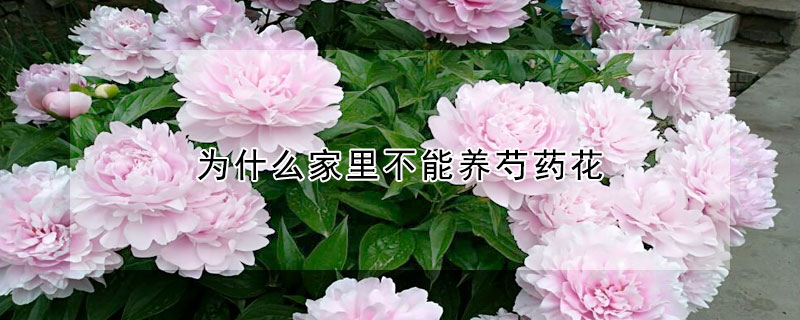 为什么家里不能养芍药花