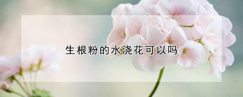 生根粉的水浇花可以吗