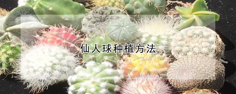 仙人球种植方法