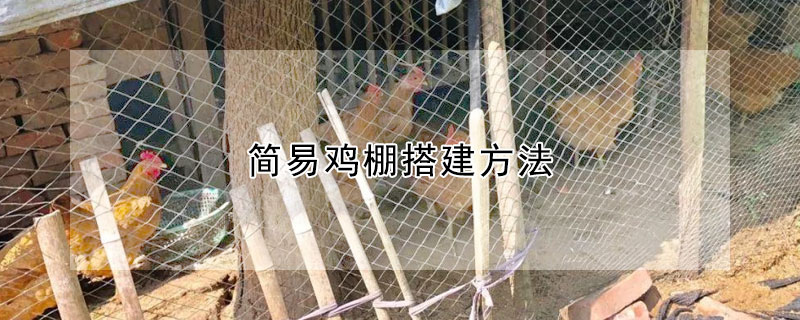 简易鸡棚搭建方法