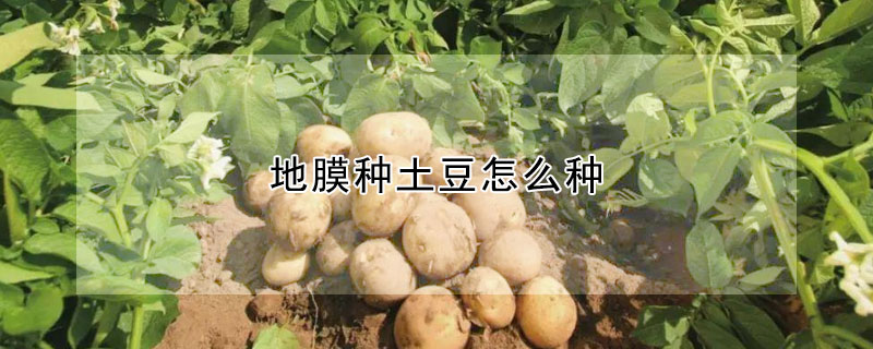 地膜种土豆怎么种