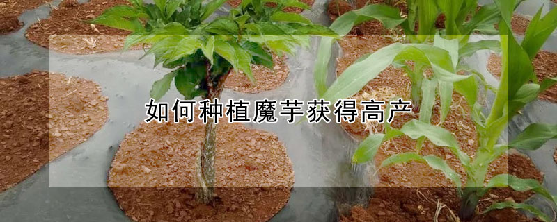 如何种植魔芋获得高产