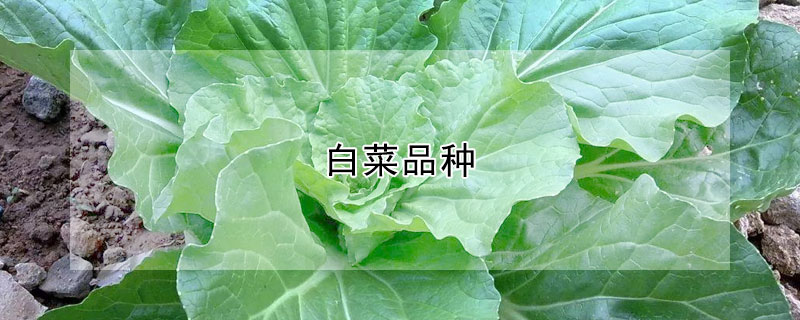 白菜品种