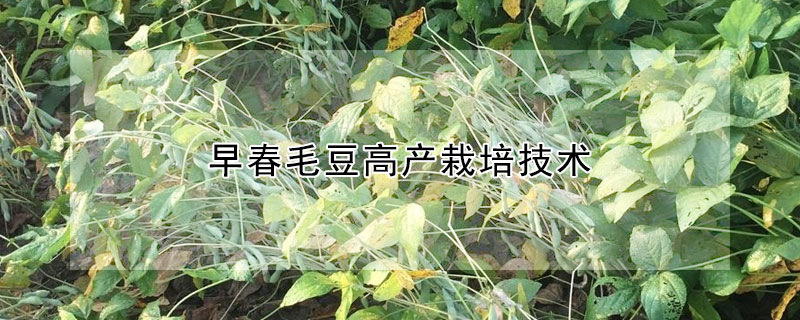 早春毛豆高产栽培技术