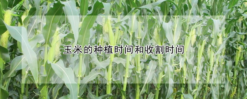 玉米的种植时间和收割时间