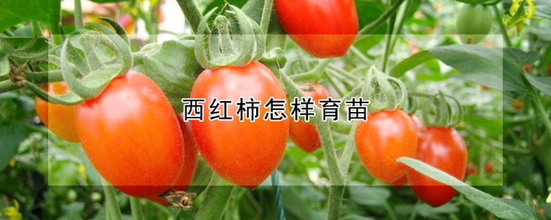 西红柿怎样育苗 —【发财农业网】