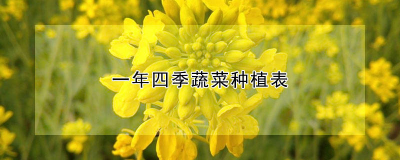 一年四季蔬菜种植表