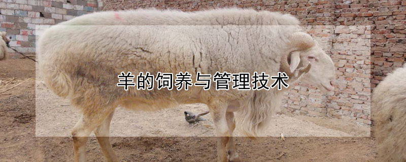羊的饲养与管理技术