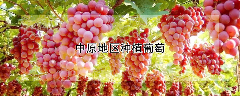 中原地区种植葡萄