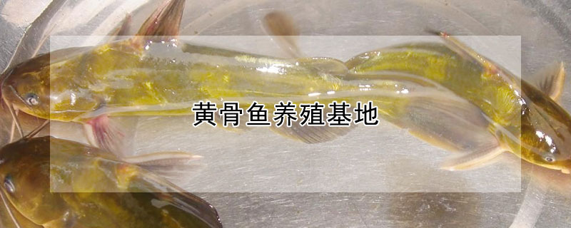 黄骨鱼养殖基地