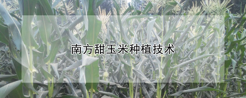 南方甜玉米种植技术