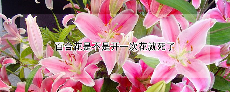 百合花是不是开一次花就死了