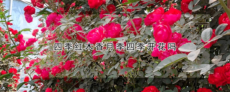 四季红木香月季四季开花吗