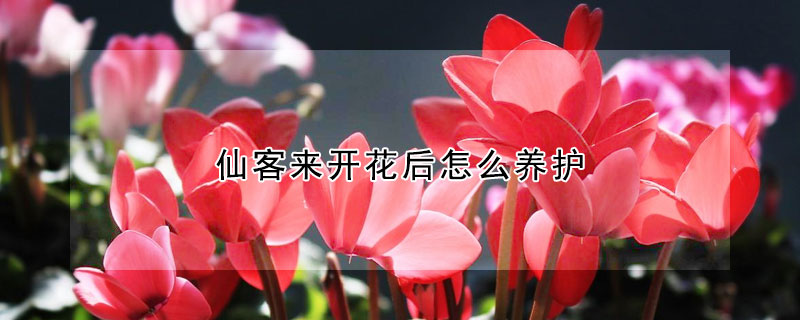 仙客来开花后怎么养护