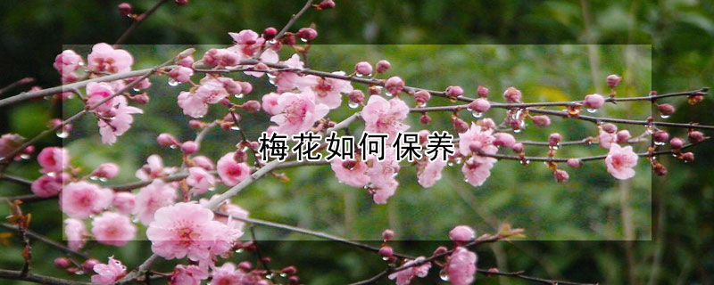 梅花如何保养