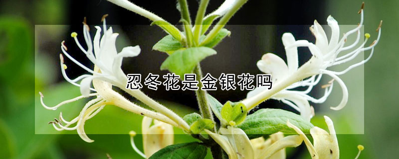 忍冬花是金银花吗