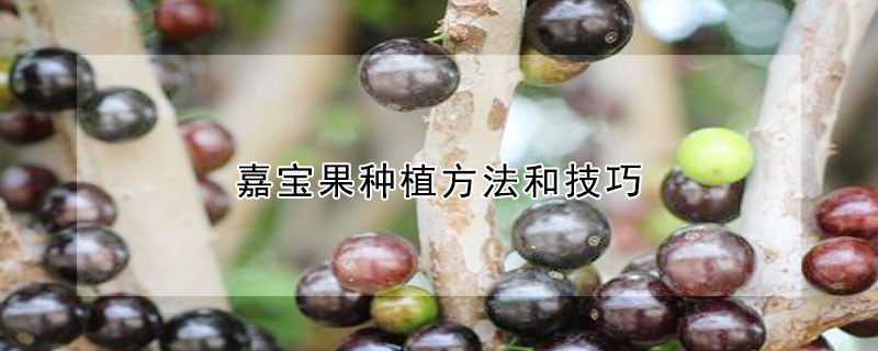 嘉宝果种植方法和技巧