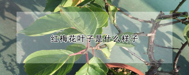 红梅花叶子是什么样子