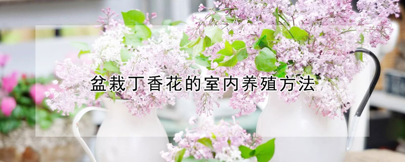 盆栽丁香花的室内养殖方法