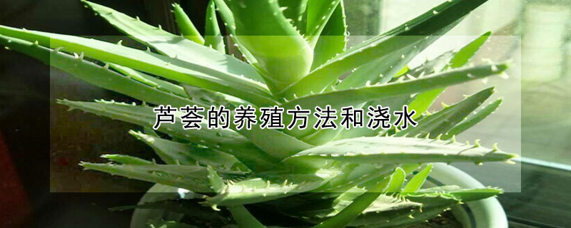 芦荟的养殖方法和浇水