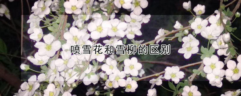 喷雪花和雪柳的区别