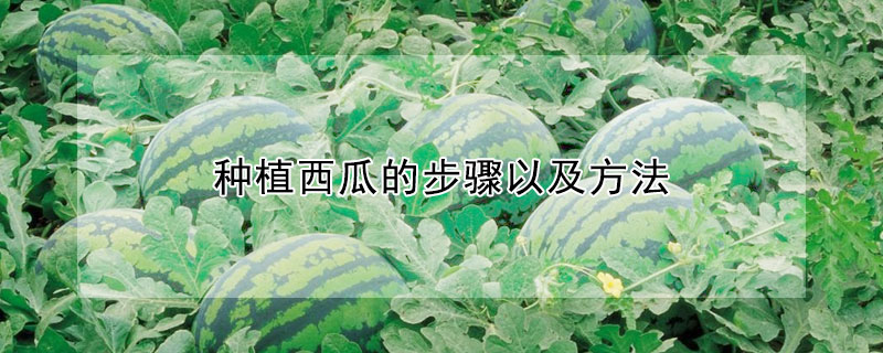 种植西瓜的步骤以及方法