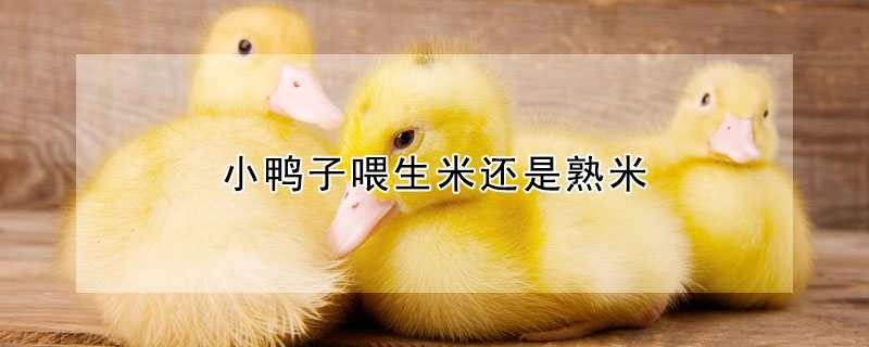 小鸭子喂生米还是熟米