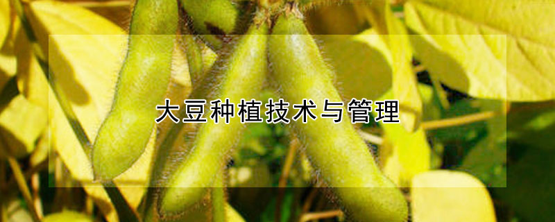 大豆种植技术与管理