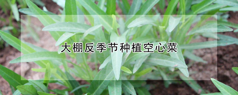 大棚反季节种植空心菜