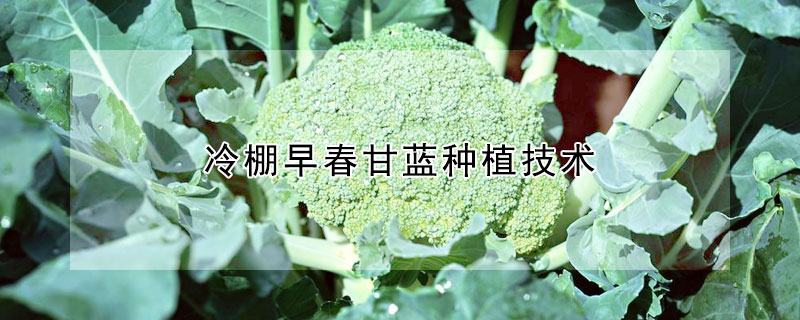 冷棚早春甘蓝种植技术