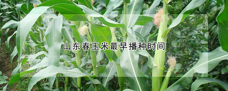 山东春玉米最早播种时间