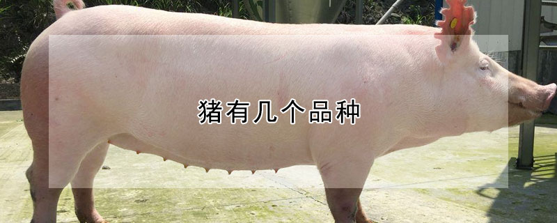 猪有几个品种