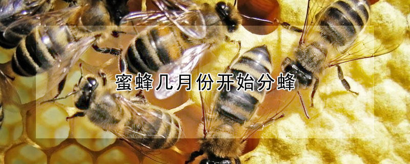 蜜蜂几月份开始分蜂