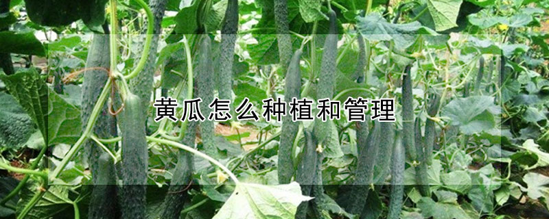 黄瓜怎么种植和管理