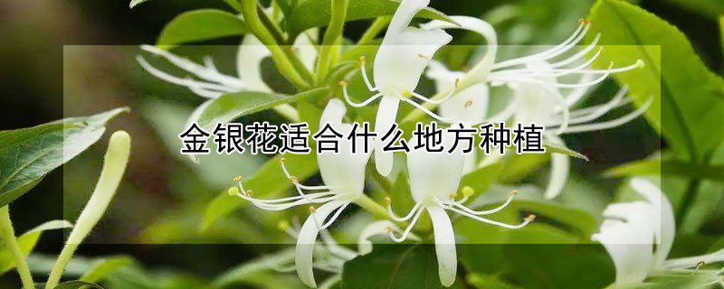 金银花适合什么地方种植